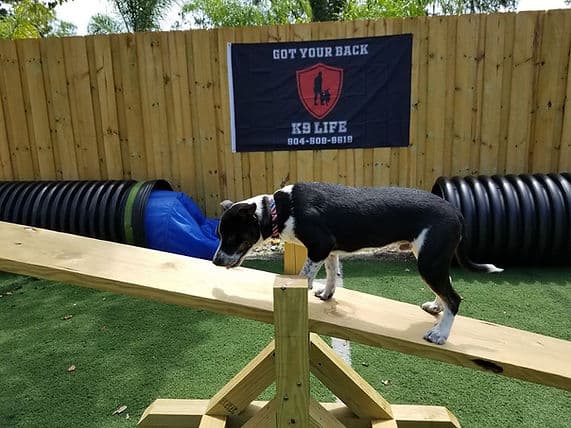 Dog navigating the agility equipment at our Jacksonville training facility