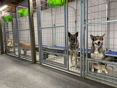 Dogs relaxing in their climate-controlled boarding kennel runs