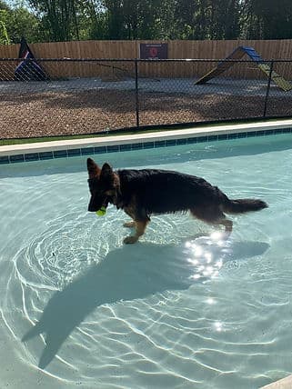 German Shepherd cooling off in the pool during doggy day care