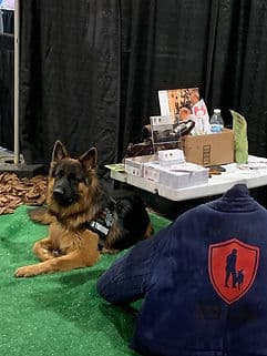 Detection dog resting at an expo booth between demonstration runs