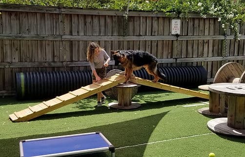 Trainer guiding a dog across an agility ramp obstacle