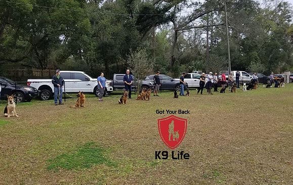 Handlers and dogs lined up during an outdoor group obedience class