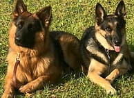 Two well-trained dogs sitting calmly side by side on the grass