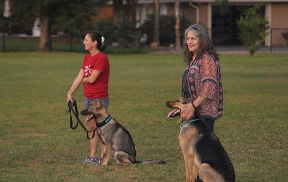 Two handlers practicing the stay command with their dogs during obedience class