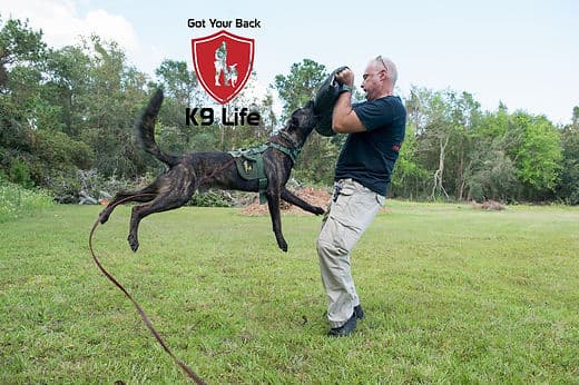 Protection dog leaping to engage a bite sleeve during personal protection training