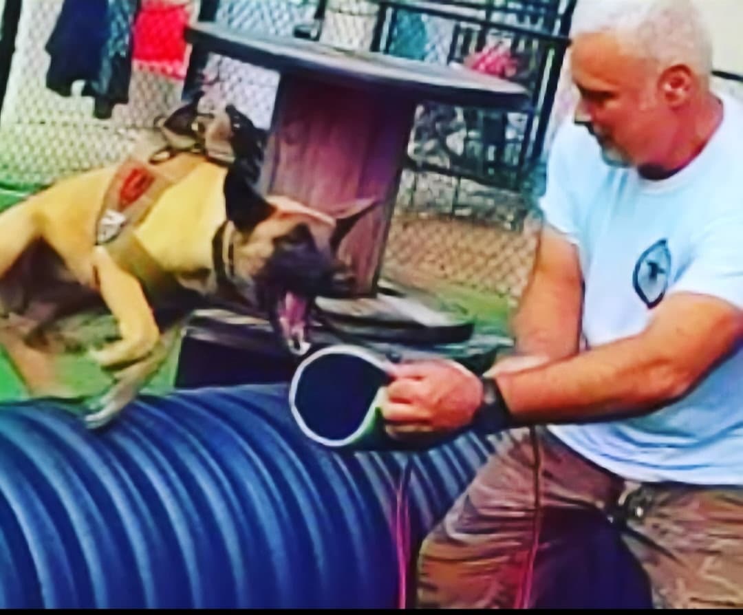 Trainer working a protection dog on a bite sleeve during a training drill