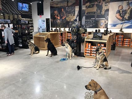 Dogs practicing calm public access behavior inside a retail store