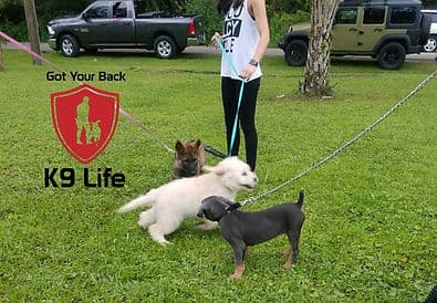 Puppies learning leash manners together during a puppy obedience class