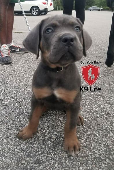 Young puppy sitting for a portrait before the start of a training session
