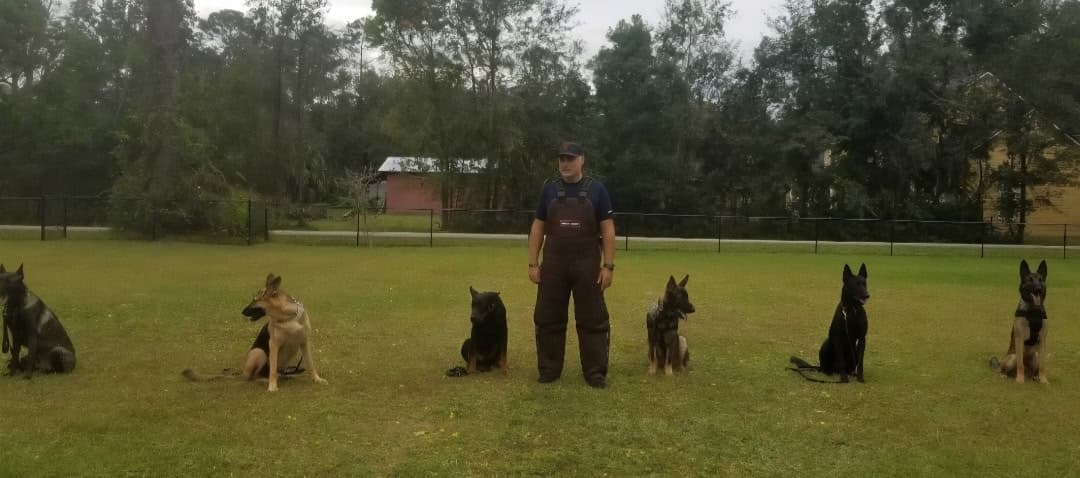 Master trainer standing with a lineup of six trained dogs holding a stay in the field