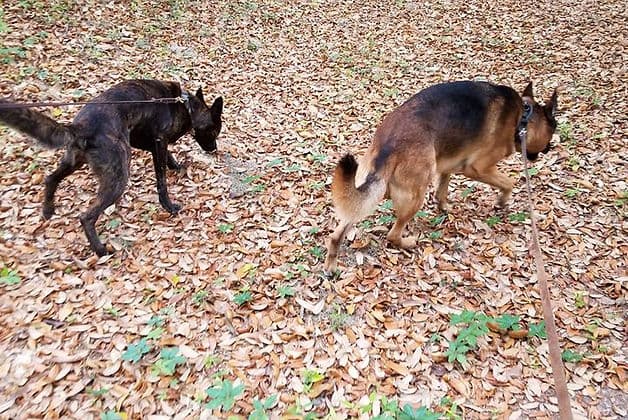 Two dogs working a scent trail on leash