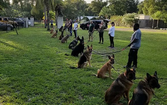 A group obedience class training outdoors