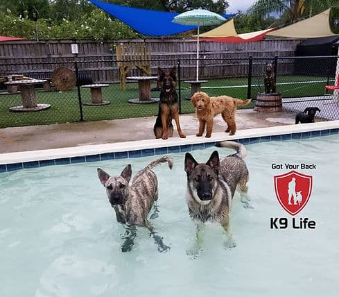 Dogs playing in the wading pool at day care