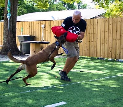 A trainer working bite-work drills with a Belgian Malinois